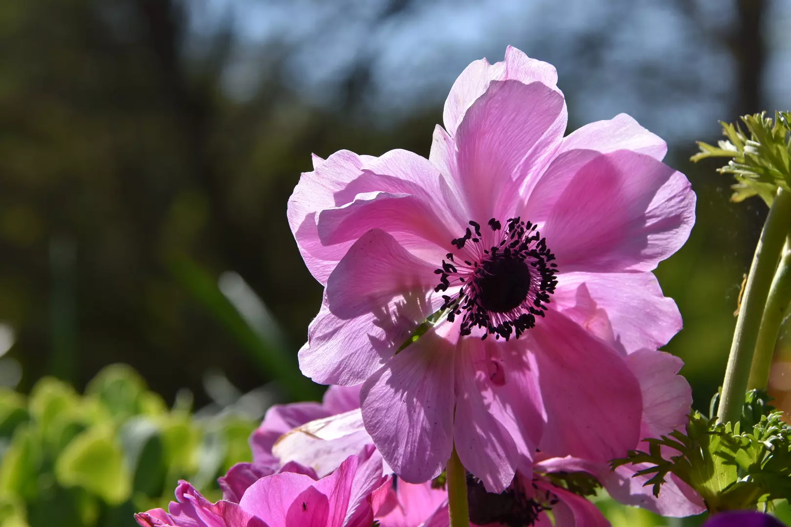Blume Pinke Kronenanemone 